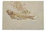 Fossil Fish (Knightia) - Green River Formation #217703-1